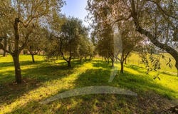 Grosseto, Tuscany 58100