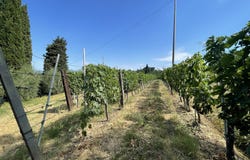 Palaia, Tuscany 56036