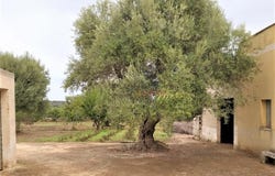 Ceglie Messapica, Apulia 72013