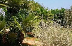 Capoliveri, Tuscany 57031