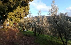 Vinci, Tuscany 50059