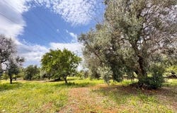 Carovigno, Apulia 72012