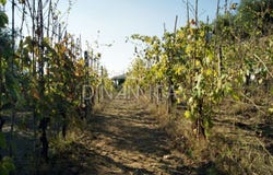 Montopoli, Tuscany 56020