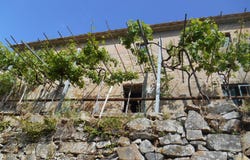 Calci, Tuscany 56011