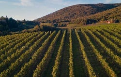 Castelnuovo Berardenga, Tuscany 53019