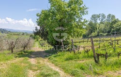 San Gimignano, Tuscany 53037