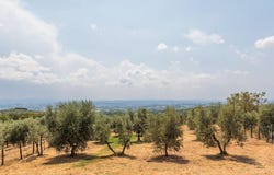 Capraia, Tuscany 50050