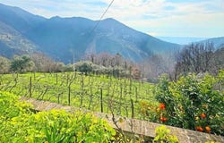 Seravezza, Tuscany 55040