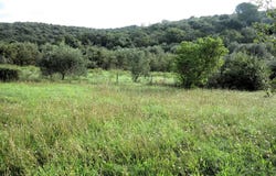 Scarlino, Tuscany 58020