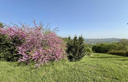 Ripe San Ginesio, Marche 62020