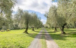 Fauglia, Tuscany 56043