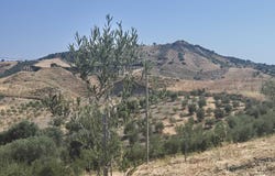 corigliano-rossano, Calabria 87064