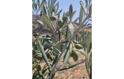 corigliano-rossano, Calabria 87064