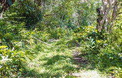 UNION PEN, Mango Valley, St. Mary