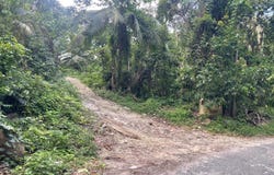 51 LIME HALL CONTENT, Lime Hall, St. Ann
