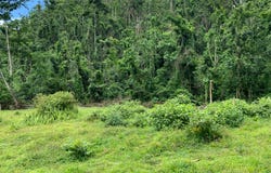 UNITY lot: 194, Bunkers Hill, Trelawny