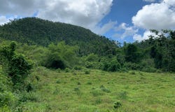 UNITY lot: 194, Bunkers Hill, Trelawny