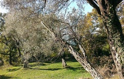 Land with view in Tivat, Tivat, Tivat