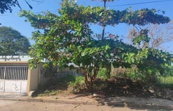 MALPICA 1714 L24 M373, Benito Juárez Norte, Coatzacoalcos, Veracruz de Ignacio de la Llave, Coatzacoalcos, Veracruz 96576