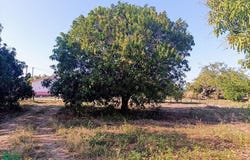 Tonalá-Puerto Arista 0, Ejido Puerto Arista, Tonalá, Chiapas, Tonala, Chiapas 30507