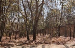 cordillera de los balcanes s/n, Bosque Monarca, Morelia, Michoacán de Ocampo, Morelia, Michoacan 58350