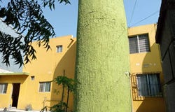 Cupatitzio 199, Margarita Rodríguez Salazar Cfe., San Nicolás De Los Garza, Nuevo León, 66479, San Nicolas de los Garza, Nuevo Leon 66479