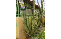 Tulipán 0, San Pablo Atlazalpan, Chalco, México, Chalco, Mexico 56620