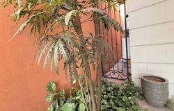 Fresnos 302, Fracc. Cipreses Residencial, San Nicolás De Los Garza, Nuevo León, 66473, San Nicolas de los Garza, Nuevo Leon 66473