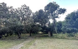 El Higo, El Higo, Panamá Province