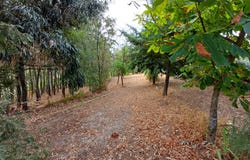 Figueiró Da Serra, Guarda 6290
