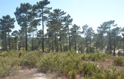 Comporta, Setúbal 7580
