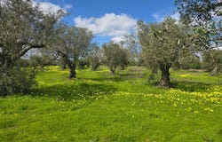 PEDRÓGÃO VDG, Beja District