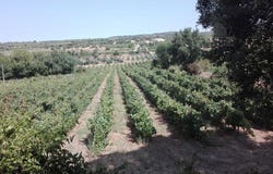Vila de Frades, Beja District