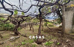 Canhas, Madeira 9360