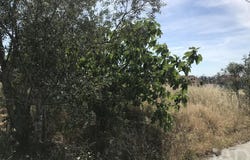 Colmeias e Memória, Leiria 2420