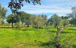 MELIDES, Setubal