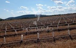 Cano, Sousel, Portalegre District 7470