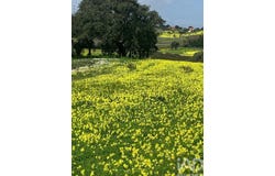Palmela, Setúbal 2950