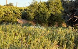 Estoi, Algarve