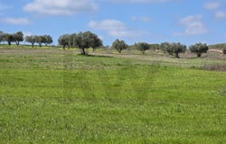 PEDRÓGÃO VDG, Beja District