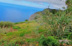 Canhas, Madeira 9360