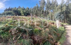 Camacha, Madeira 9135