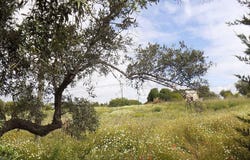Santa Luzia, Algarve 8800