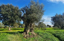 MELIDES, Setubal
