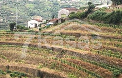 Peso Da Régua, Vila Real 5050