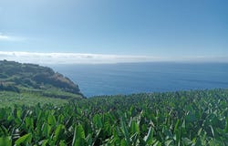 Canhas, Madeira 9360