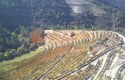 Cedovim, Guarda District
