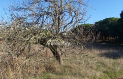 Montenegro, Algarve 8005