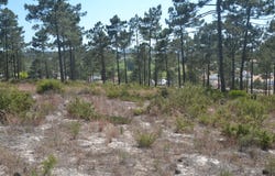 Comporta, Setúbal 7580
