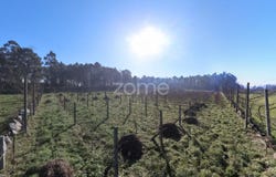 Amares, Braga